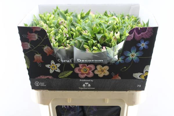 <h4>Alstr Fl Joy Ride (rose)</h4>