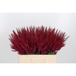 Astilbe Paul Gaarder