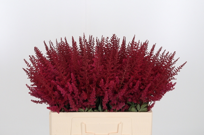 <h4>Astilbe Paul Gaarder</h4>