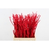 Mitsumata flock red bs(10)