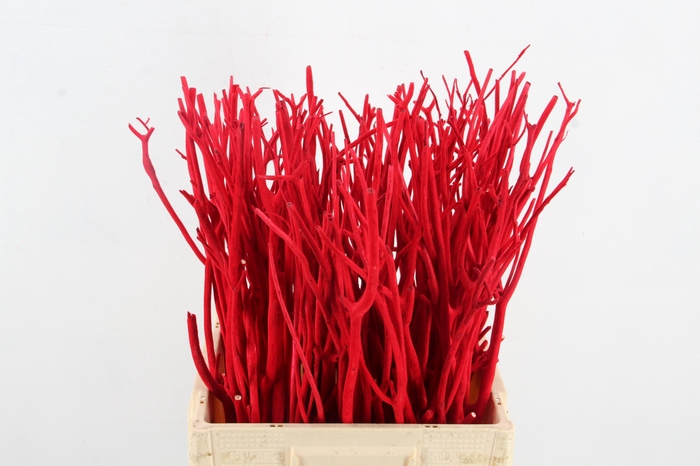 Mitsumata flock red bs(10)