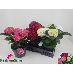 !! PROMO !! HYDR M MIX P23 5+