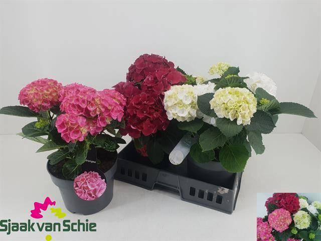 <h4>!! PROMO !! HYDR M MIX P23 5+</h4>