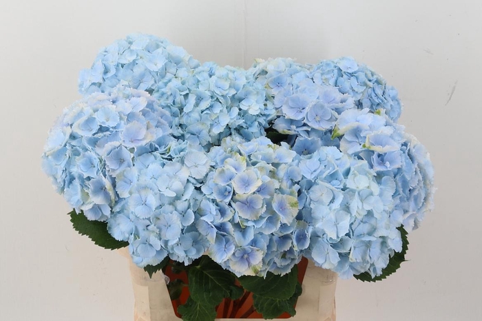 <h4>Hydr M Ch Verena Bl</h4>