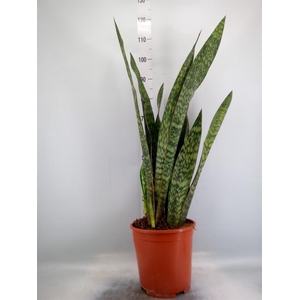 Sansevieria trifa.   ...