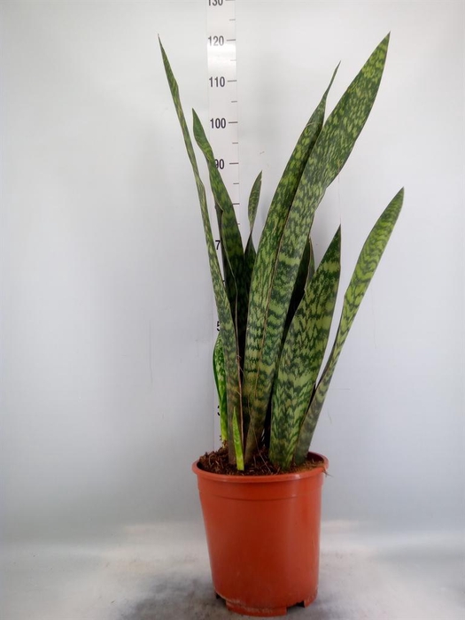 <h4>Sansevieria trifa.   ...</h4>
