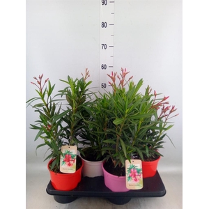 Nerium oleander   ...