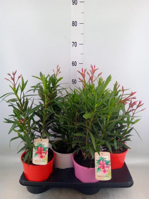 <h4>Nerium oleander   ...</h4>