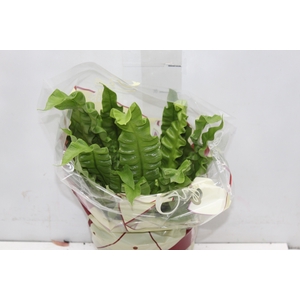 ASPLENIUM CRISPY WAVE P19