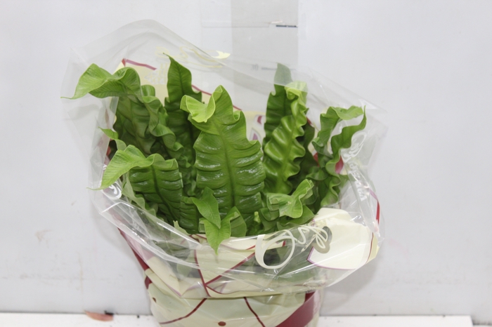<h4>ASPLENIUM CRISPY WAVE P19</h4>