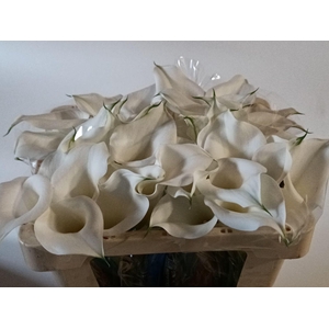 Calla Overig