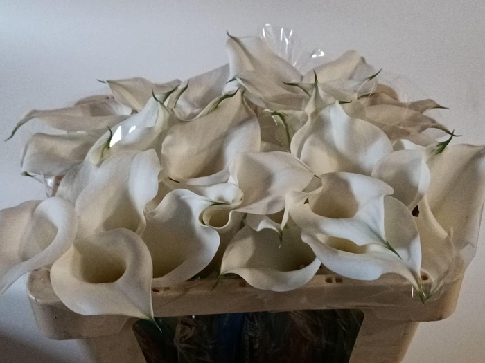 <h4>Calla Overig | Heavy Quality</h4>