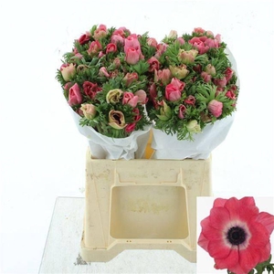 ANEM MISTRAL PINK SUPER