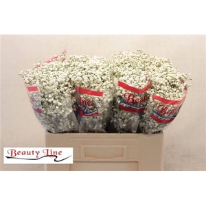 GYPS PA BEAUTY BRIDE