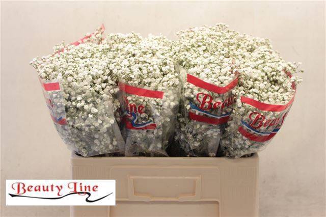 <h4>GYPS PA BEAUTY BRIDE</h4>