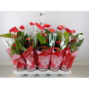 Anthurium andr. 'Esudo'