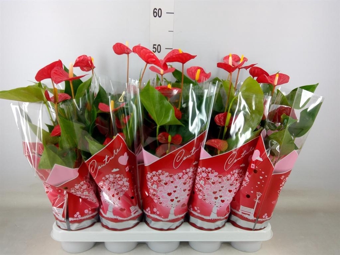 Anthurium andr. 'Esudo'