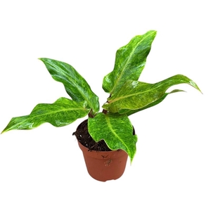 Philodendron Orange Marmelade