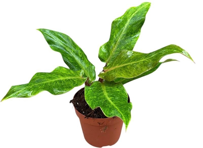 <h4>Philodendron Orange Marmelade</h4>