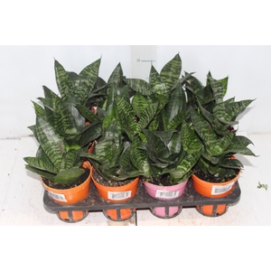 SANSEVIERIA SILVER HAHNII P11