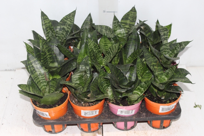 <h4>SANSEVIERIA SILVER HAHNII P11</h4>