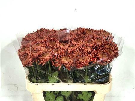 <h4>Chr G Armgard Red</h4>