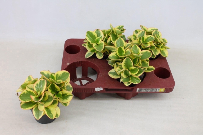 <h4>Peperomia Obtipan Bicolor 12cm</h4>