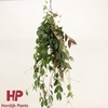 Aeschynanthus Marmoratus hangpot Zonder bloem, beperkt leverbaar