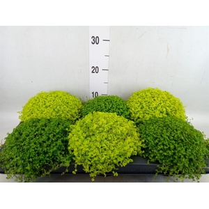 Soleirolia soleirolii   ...mix 2