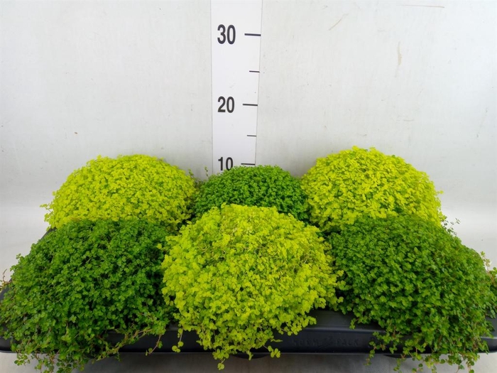 <h4>Soleirolia soleirolii   ...mix 2</h4>