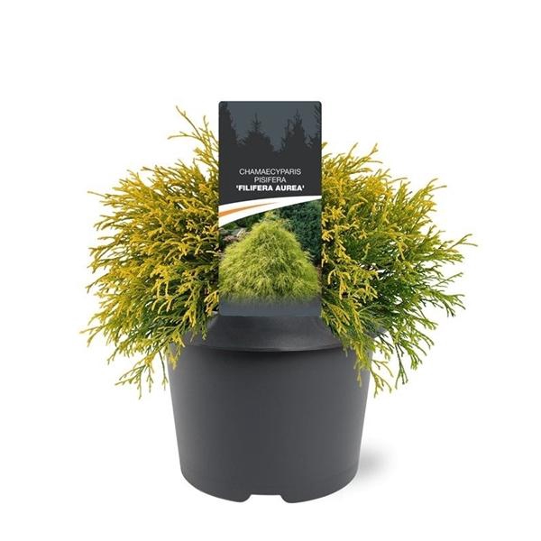 <h4>Chamaecyparis pis. 'Filifera Aurea'</h4>