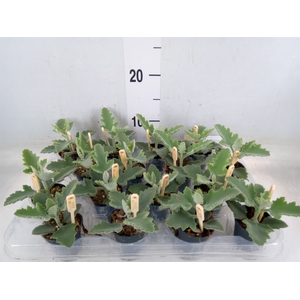 Kalanchoe NF beharensis