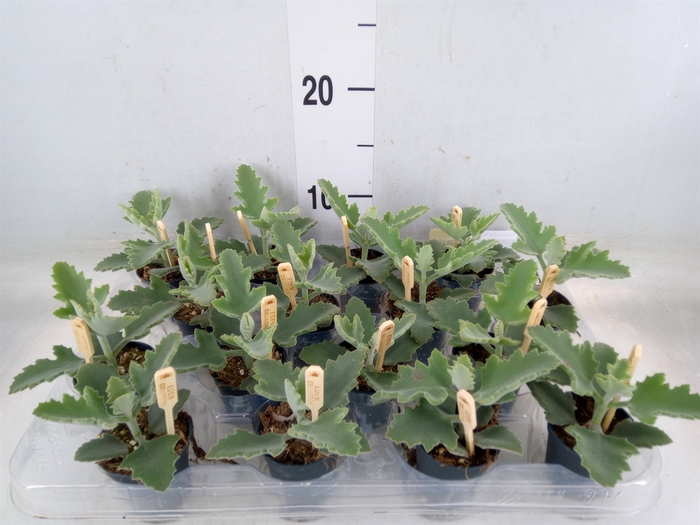 <h4>Kalanchoe NF beharensis</h4>