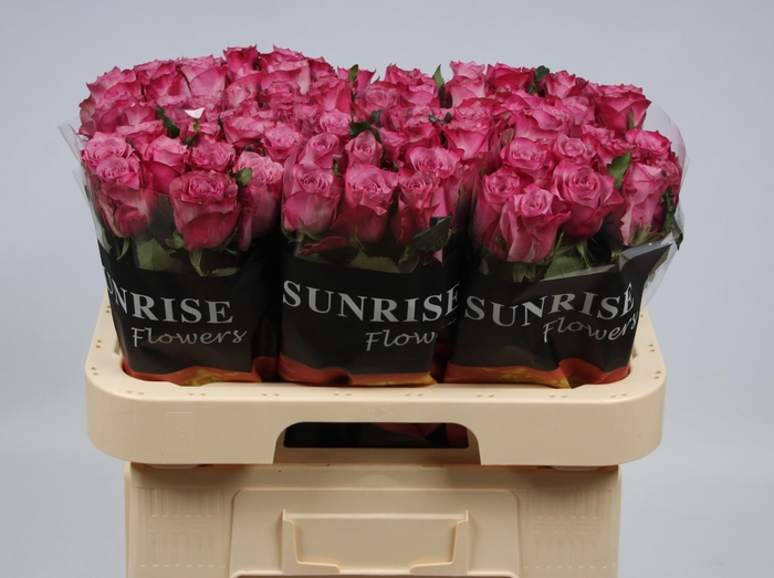 <h4>R GR DEEP PURPLE</h4>