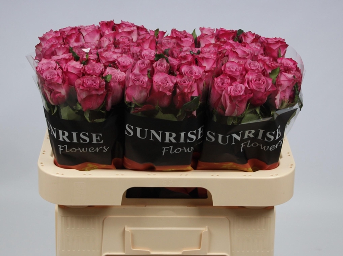 <h4>R GR DEEP PURPLE</h4>