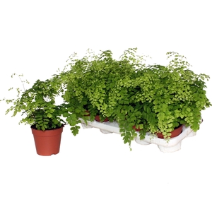 ADIAN RAD FRAGRANS