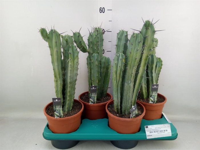 <h4>Cactus ...</h4>
