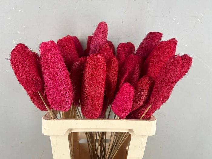 <h4>Stick Luffa Red</h4>