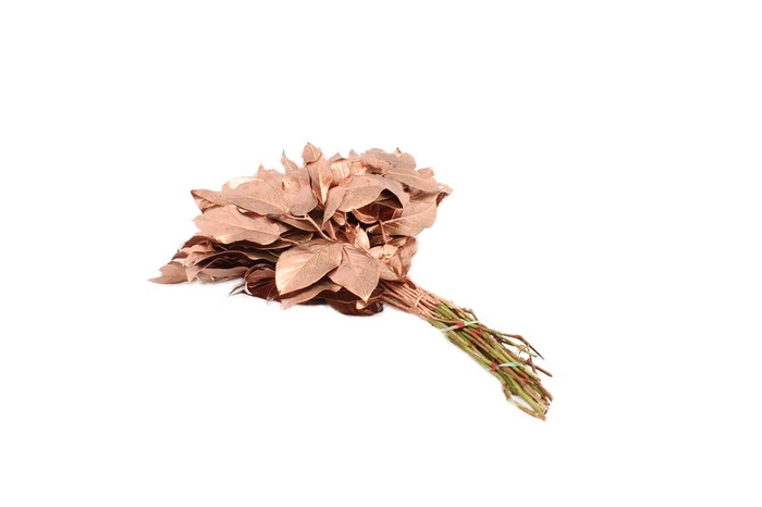 <h4>Salal Tip Gev. Koper</h4>