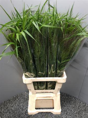 <h4>Panicum Fountain</h4>