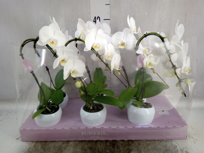 <h4>Phalaenopsis   ...white</h4>