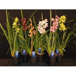 Cymbidium 1 tak gemengd