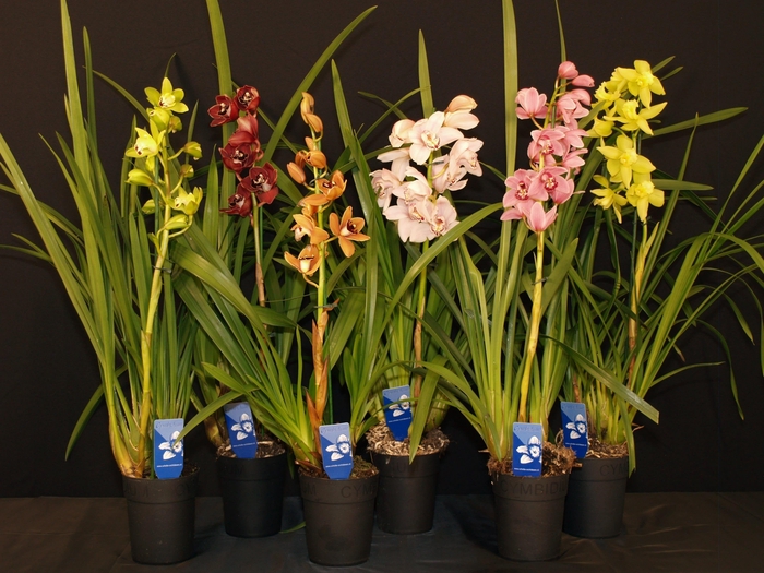 <h4>Cymbidium 1 tak gemengd</h4>