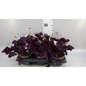 Oxalis trian. 'Mijke'