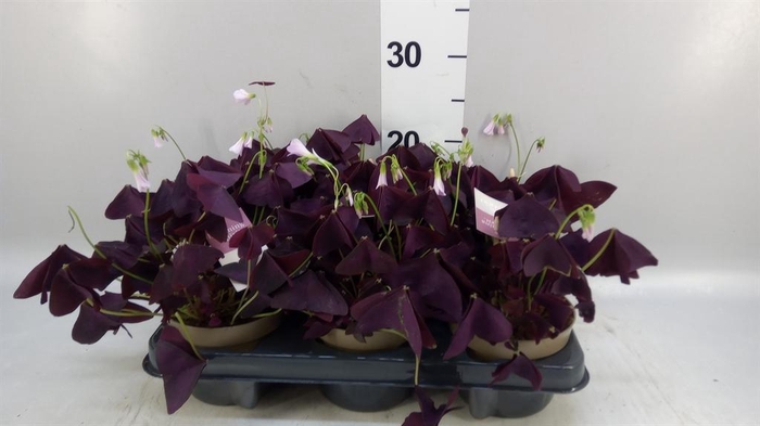 <h4>Oxalis trian. 'Mijke'</h4>