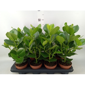 Clusia rosea 'Princess'