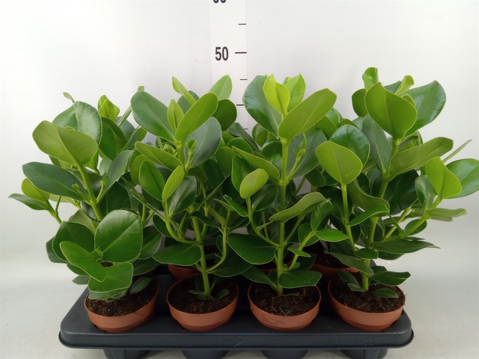 <h4>Clusia rosea 'Princess'</h4>