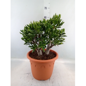 Crassula ovata 'Horn Tree Red'