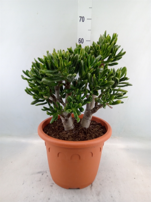 <h4>Crassula ovata 'Horn Tree Red'</h4>