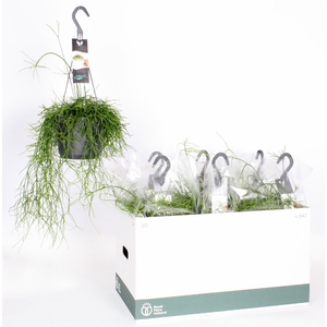 Rhipsalis cassutha Cassera (Cites) 17Ø 25cm